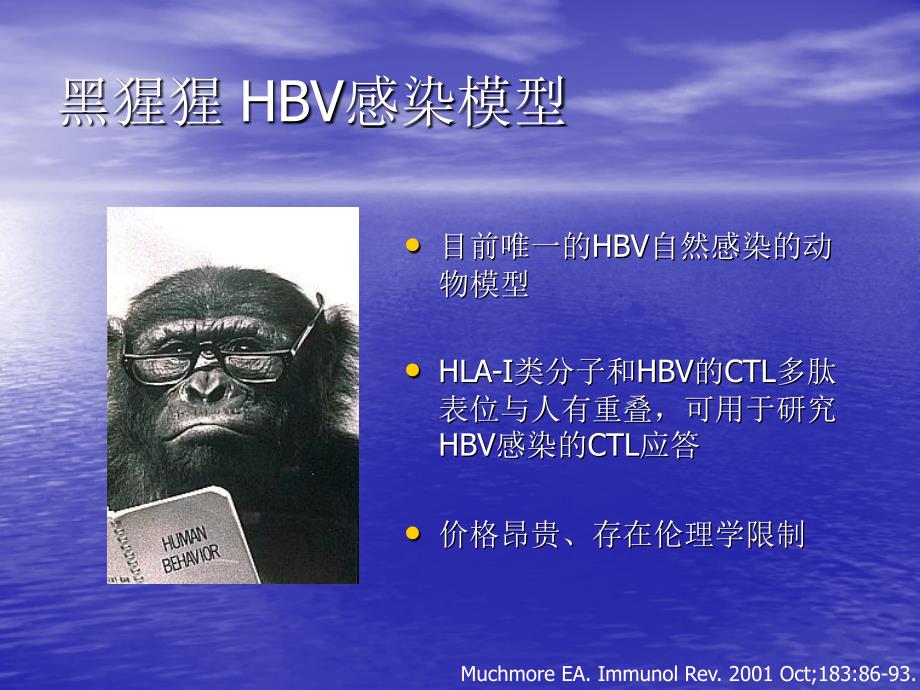 HBV研究的动物模型_第3页