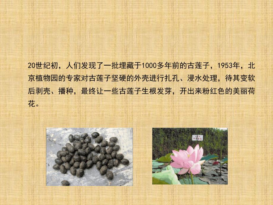 初中八年级生物上册414种子的萌发名师优质课件1新版济南版_第2页