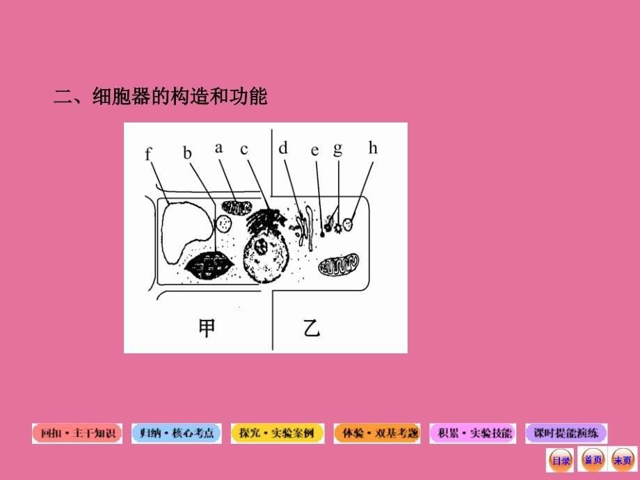 生物系统复习必备全套中图版1.1.2.23细胞的基本结构真核细胞与原核细胞ppt课件_第5页