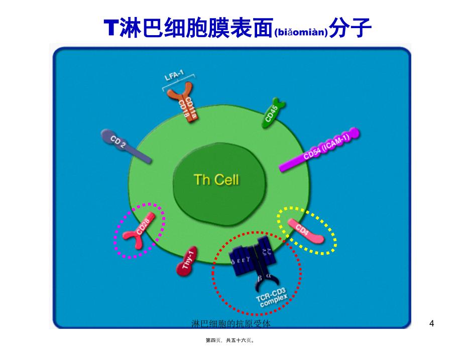 淋巴细胞的抗原受体课件_第4页