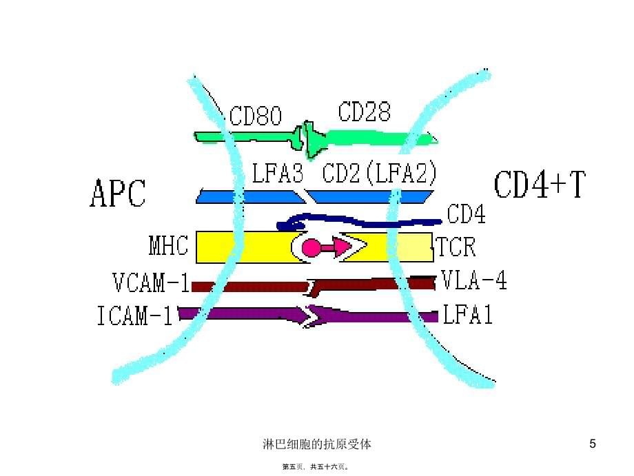 淋巴细胞的抗原受体课件_第5页