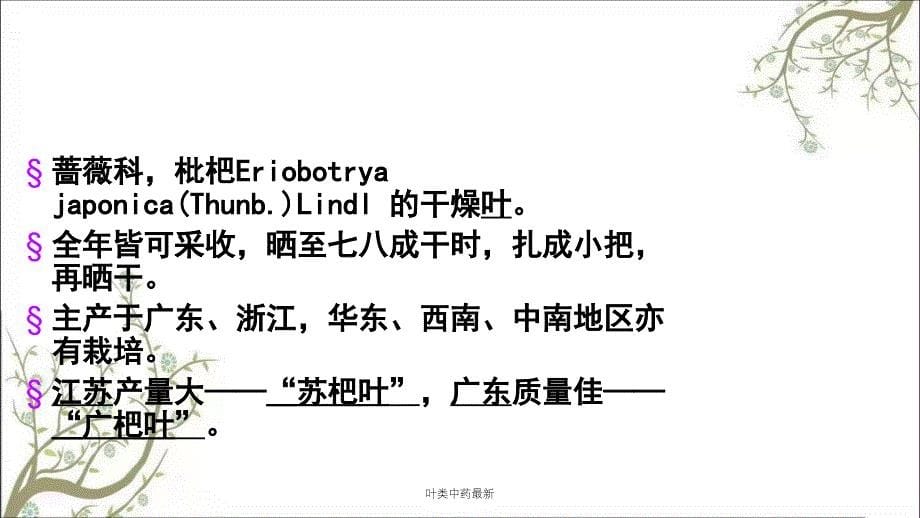 叶类中药最新课件_第5页