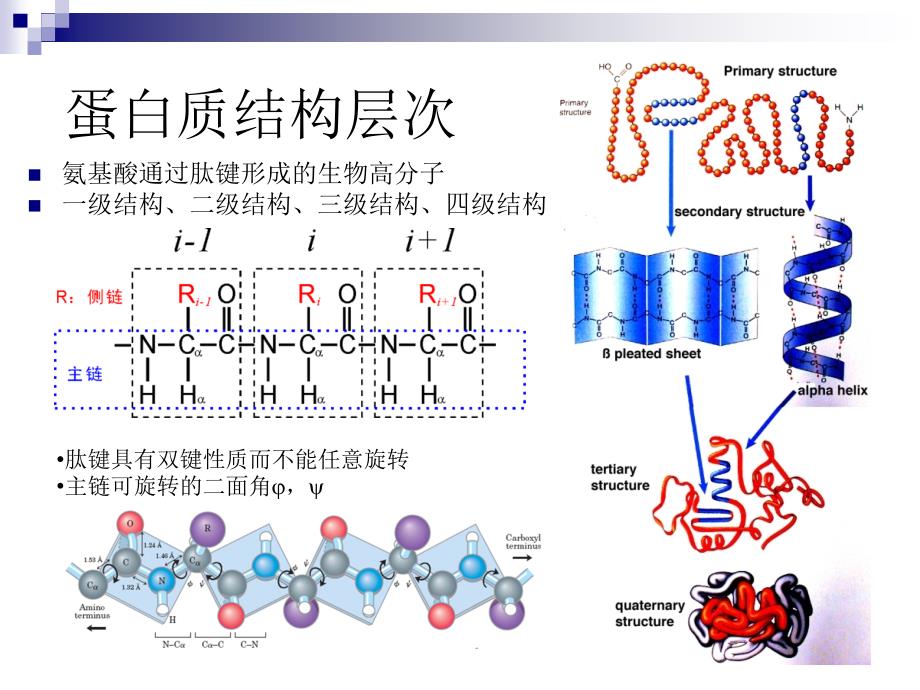 NMR方法解析蛋白质结构_第2页