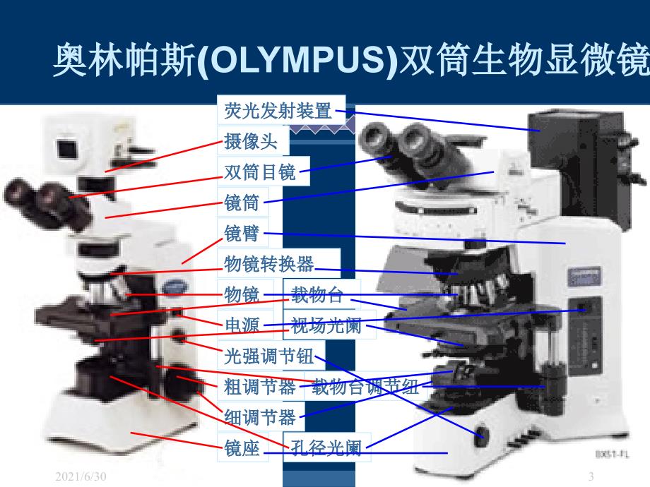 1细菌的形态结构观察和染色_第3页