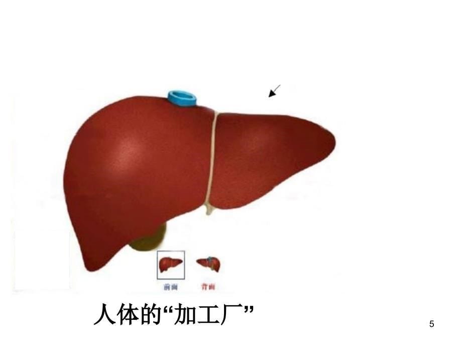 人体器官功能优秀课件_第5页