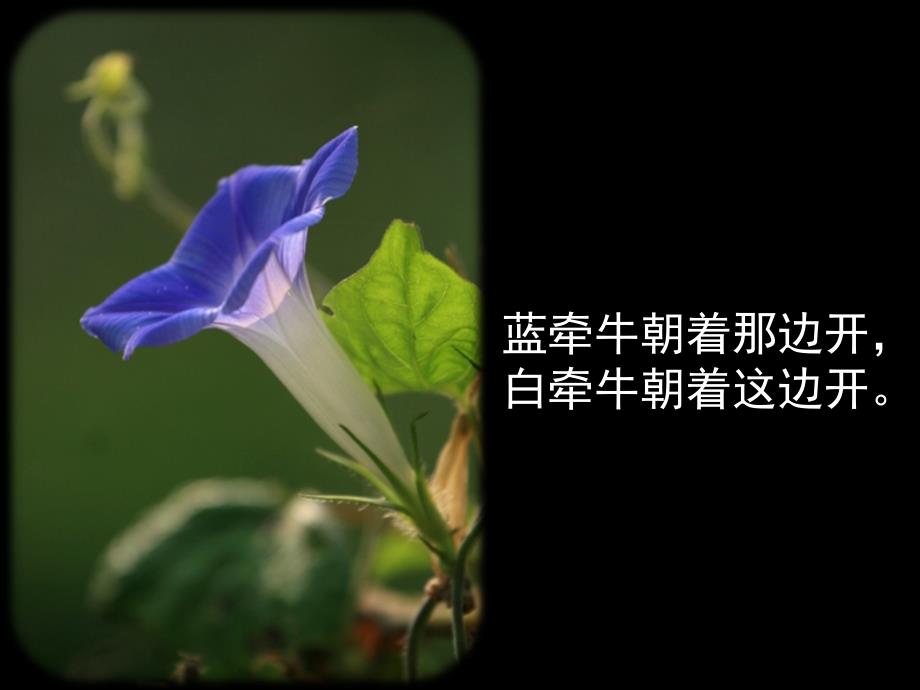 二下晨诵牵牛花_第3页