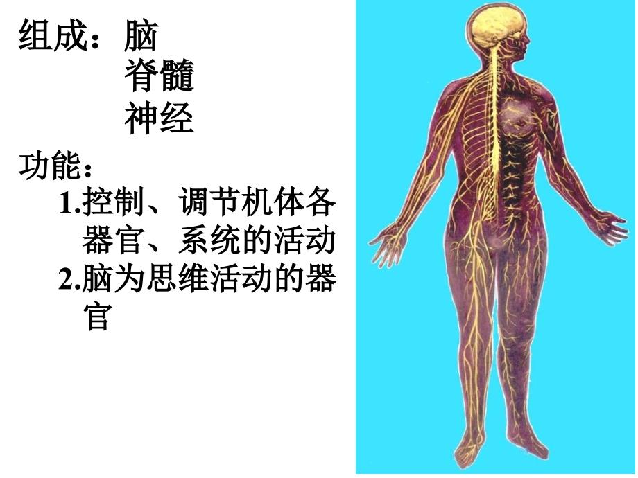 心理人体解剖课复习_第2页