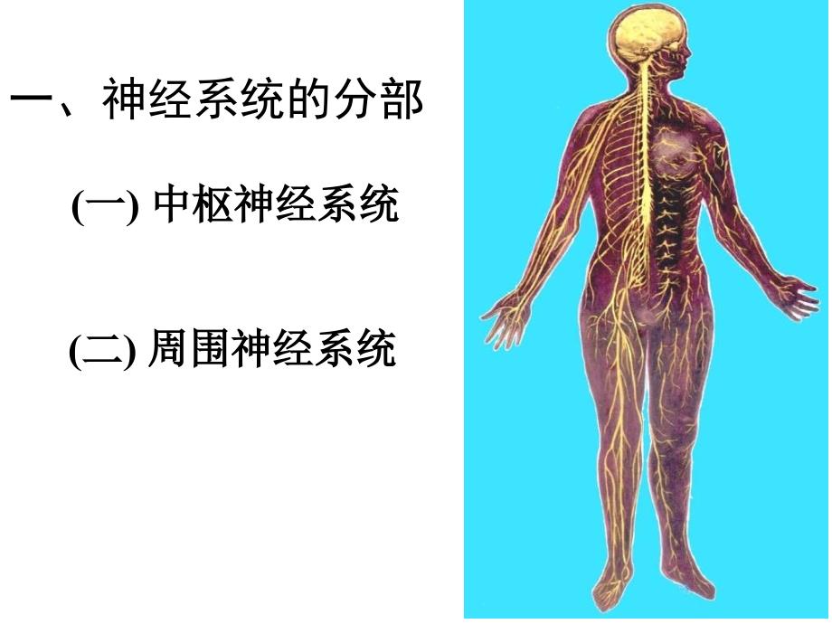 心理人体解剖课复习_第3页