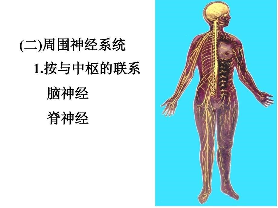 心理人体解剖课复习_第5页