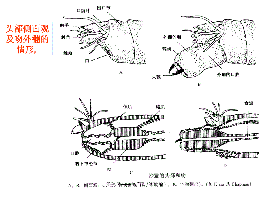 多毛类——环节动物门课件_第3页