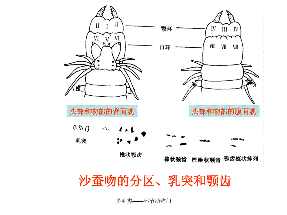 多毛类——环节动物门课件_第4页