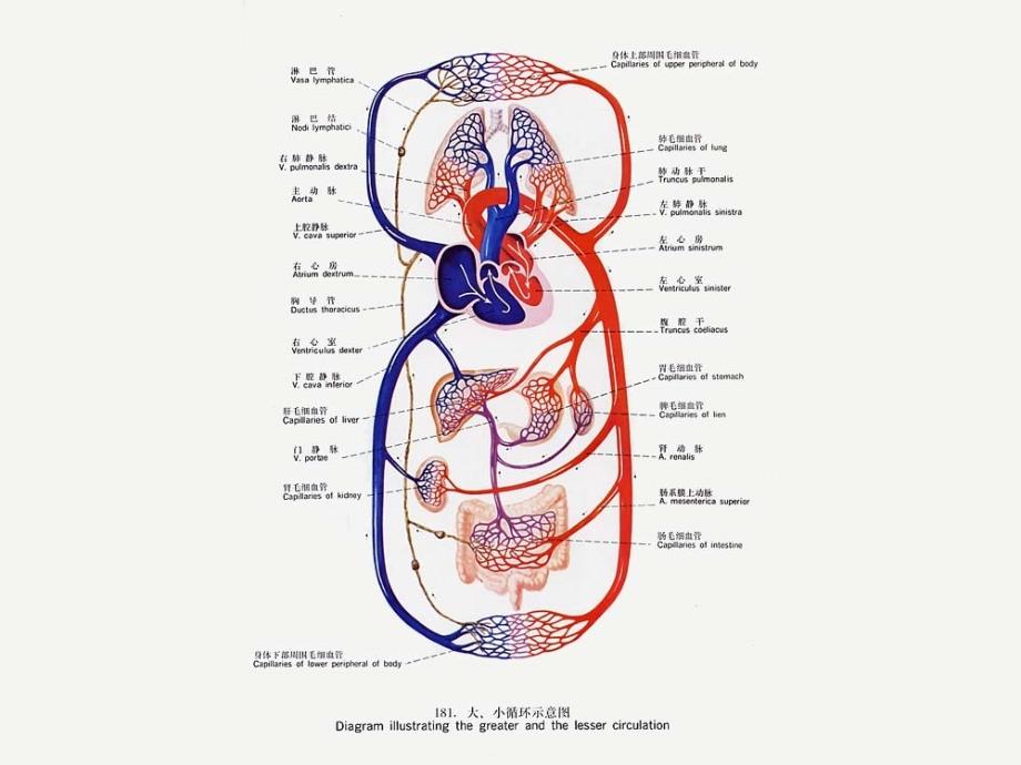 人体解剖学：7.脉管系统（心脏）_第3页