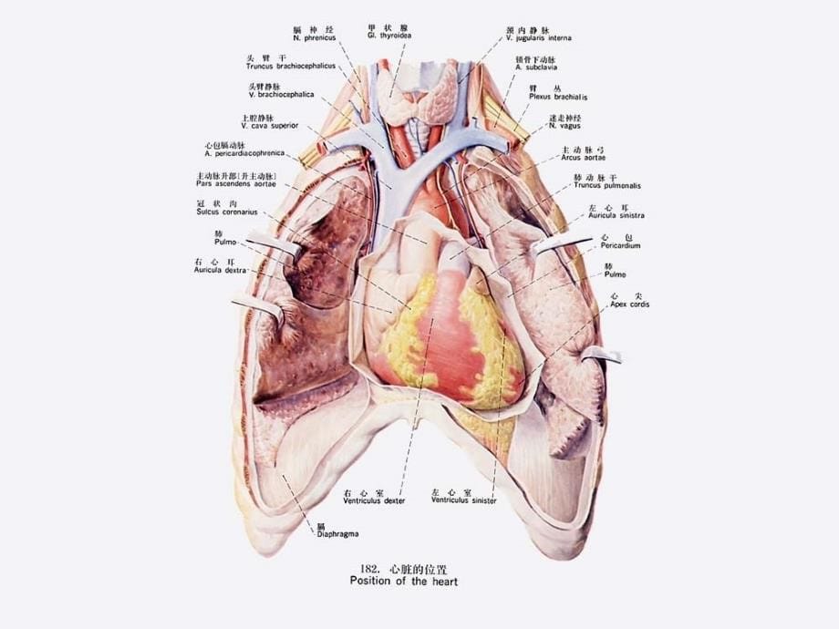 人体解剖学：7.脉管系统（心脏）_第5页