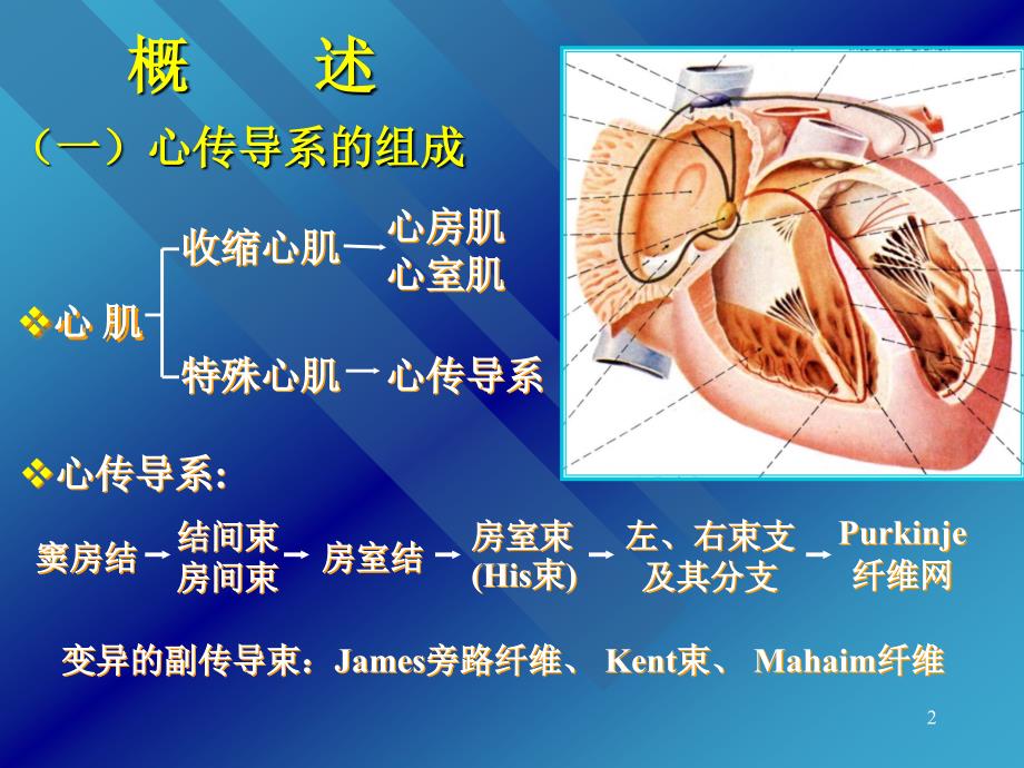 推荐精选心脏传导系统详解_第2页