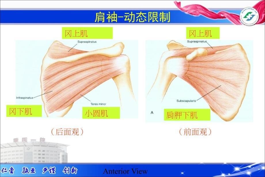 肩关节常见疾病诊疗_第5页