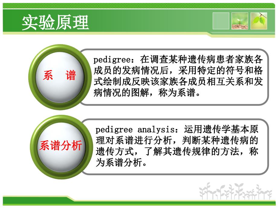 系谱分析PPT课件_第3页