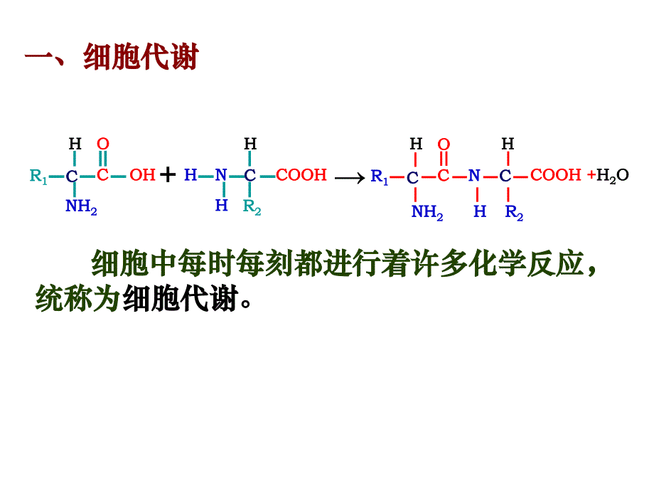 生物必修一_51降低化学反应活化能的酶_第3页