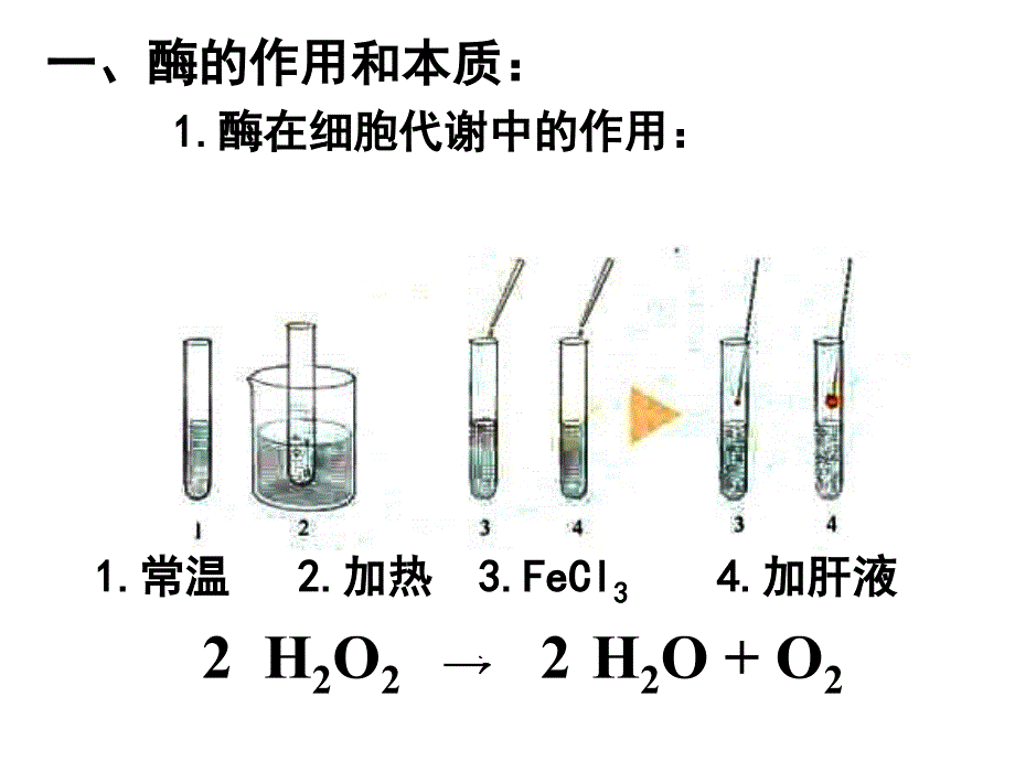 生物必修一_51降低化学反应活化能的酶_第4页