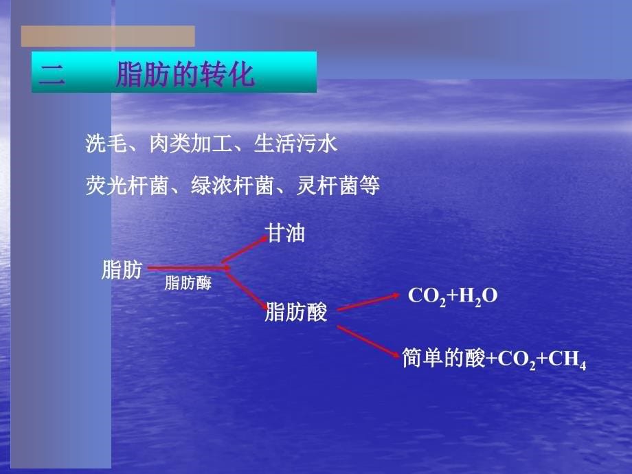 水处理微生物课件第九章_第5页