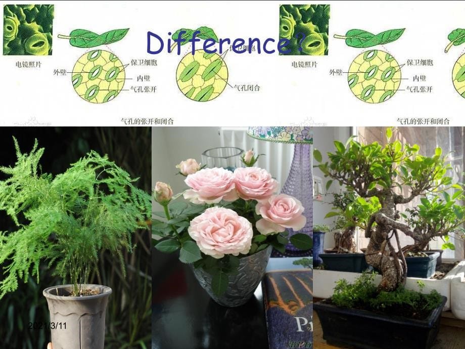 走近植物植物讲座_第5页