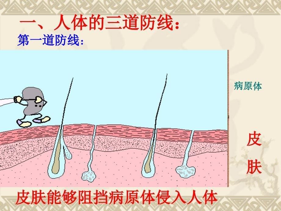 第二节免疫与计划免疫(恢复)_第5页