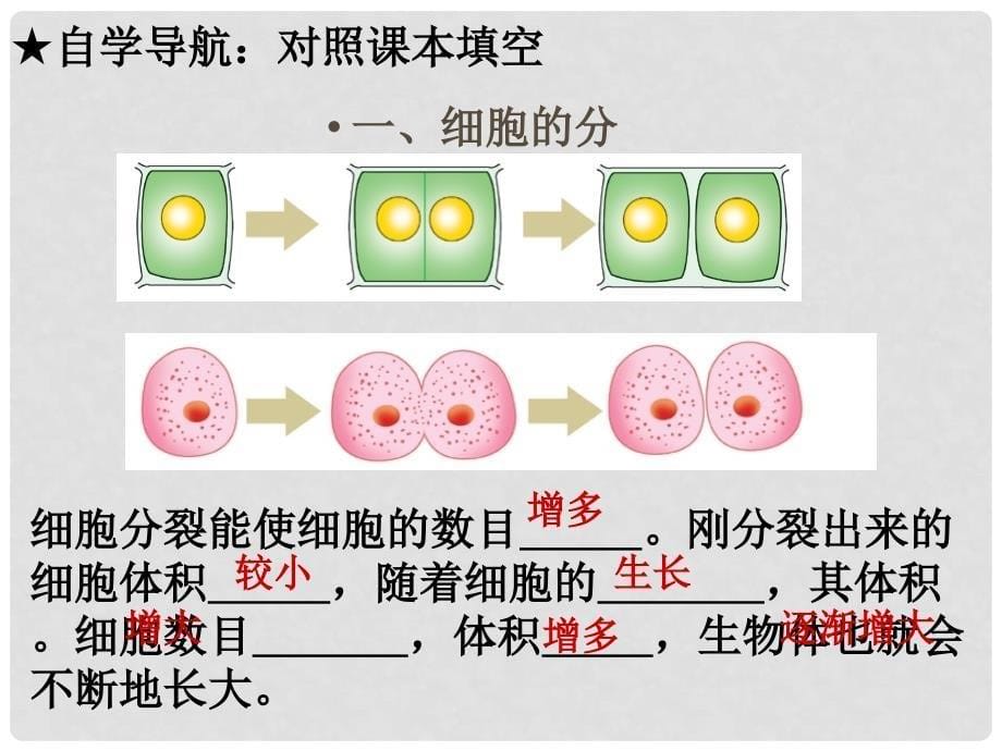 七年级生物上册《第一单元 第二章 第二节 细胞的分裂和分化》课件4 济南版_第5页