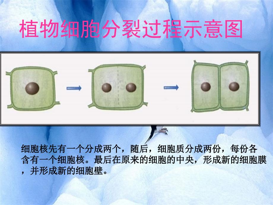 七年级生物细胞的分裂与分化课件_第4页