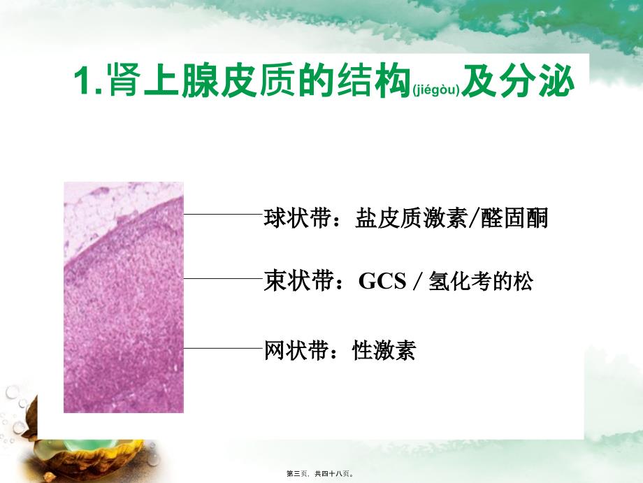 糖皮质激素在疼痛科的应用课件_第3页