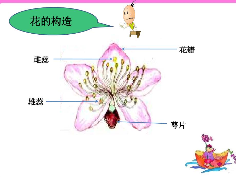 四年级第二单元《花开花落为哪般》教学课件_第4页