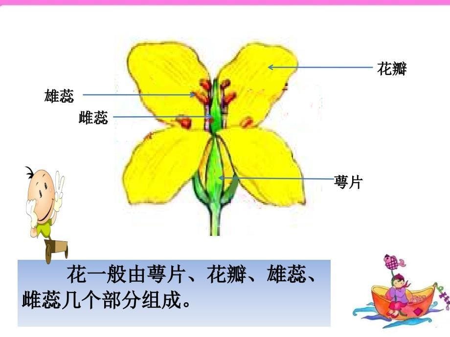 四年级第二单元《花开花落为哪般》教学课件_第5页