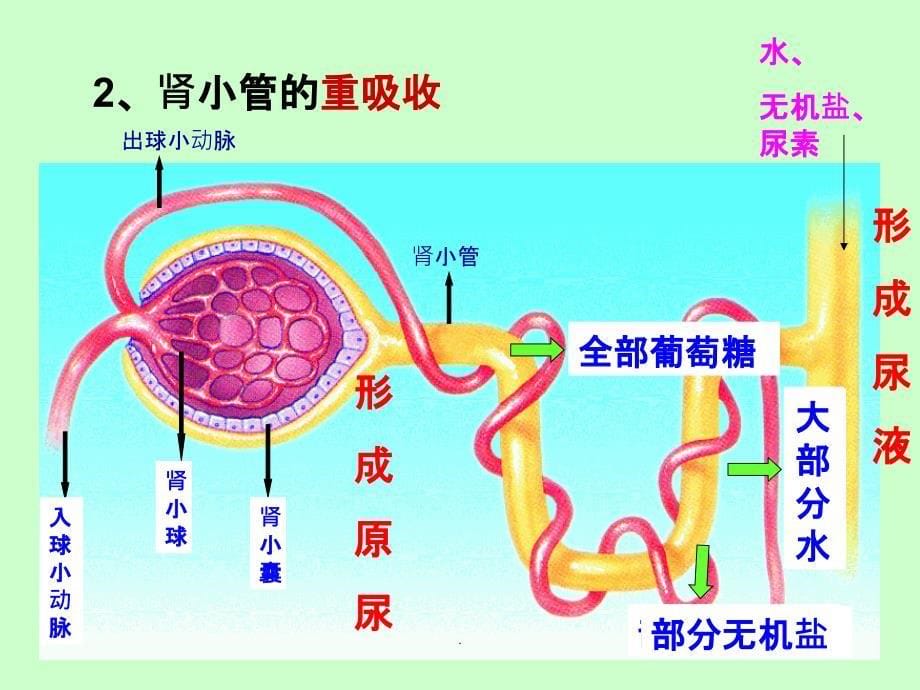 尿液形成的过程小_第5页