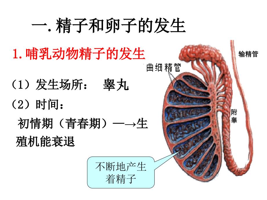 体内受精和早期胚胎发育课件.ppt_第4页