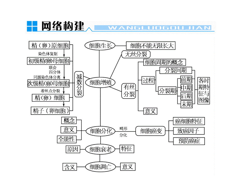 细胞周期分裂期分裂间期课件_第1页