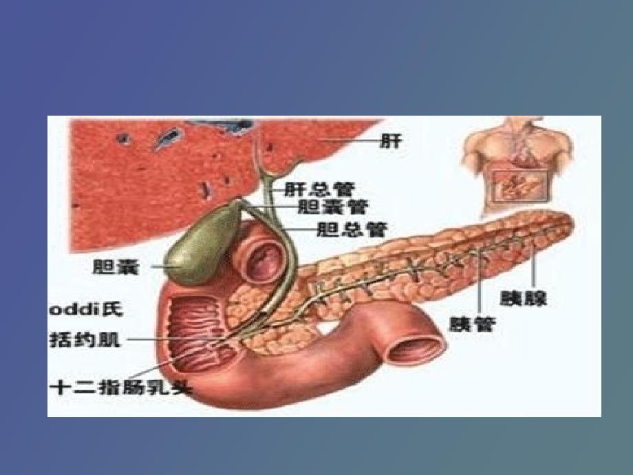 胆囊结石病人围手术期的护理_第4页