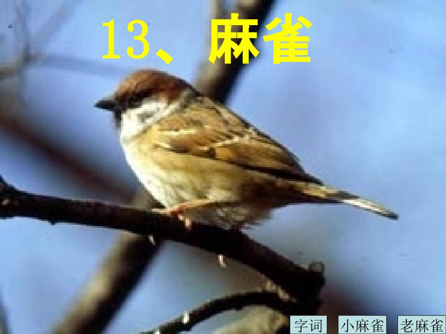 四年级上册语文13麻雀语文S版ppt课件_第1页