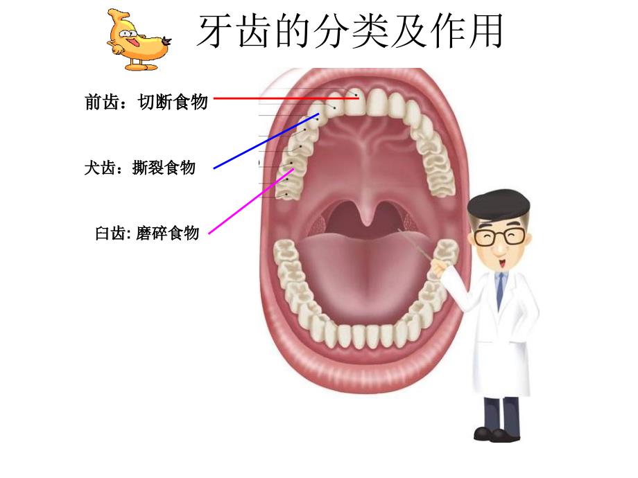 保护牙齿课件_第3页