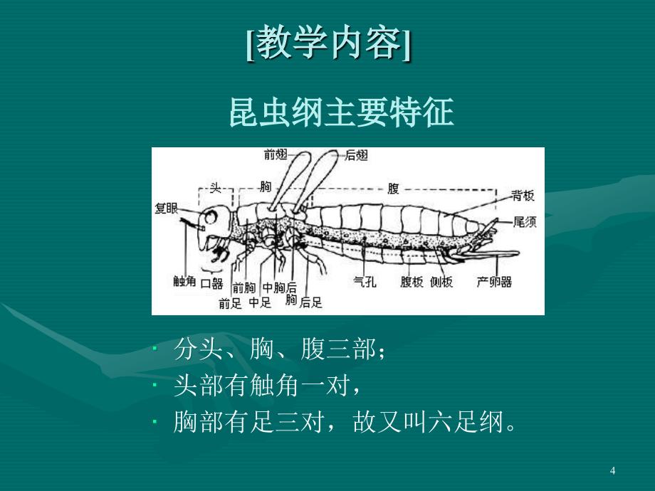 医药-临床-护理昆虫纲--蚊ppt课件_第4页