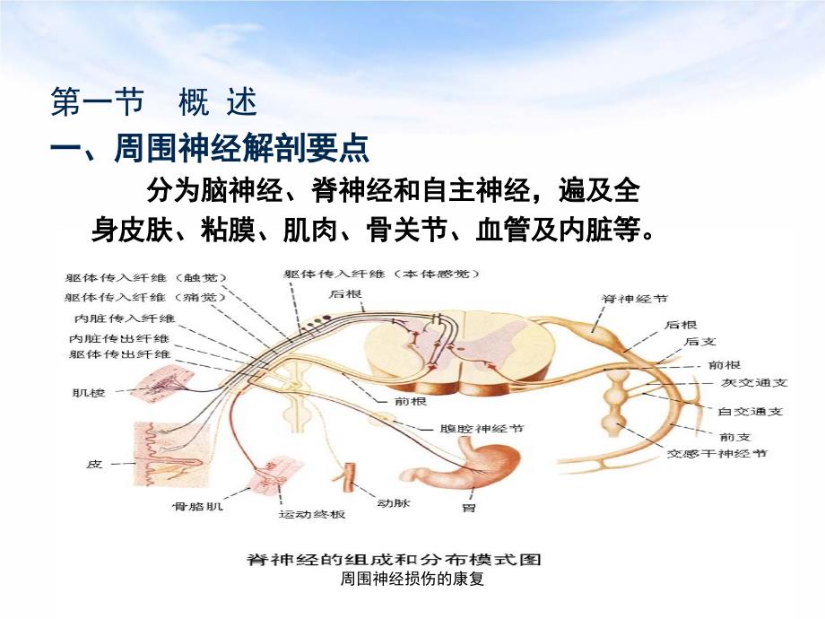 周围神经损伤的康复_第4页