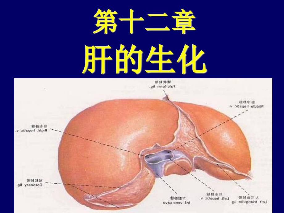 《肝胆生化》PPT课件_第1页