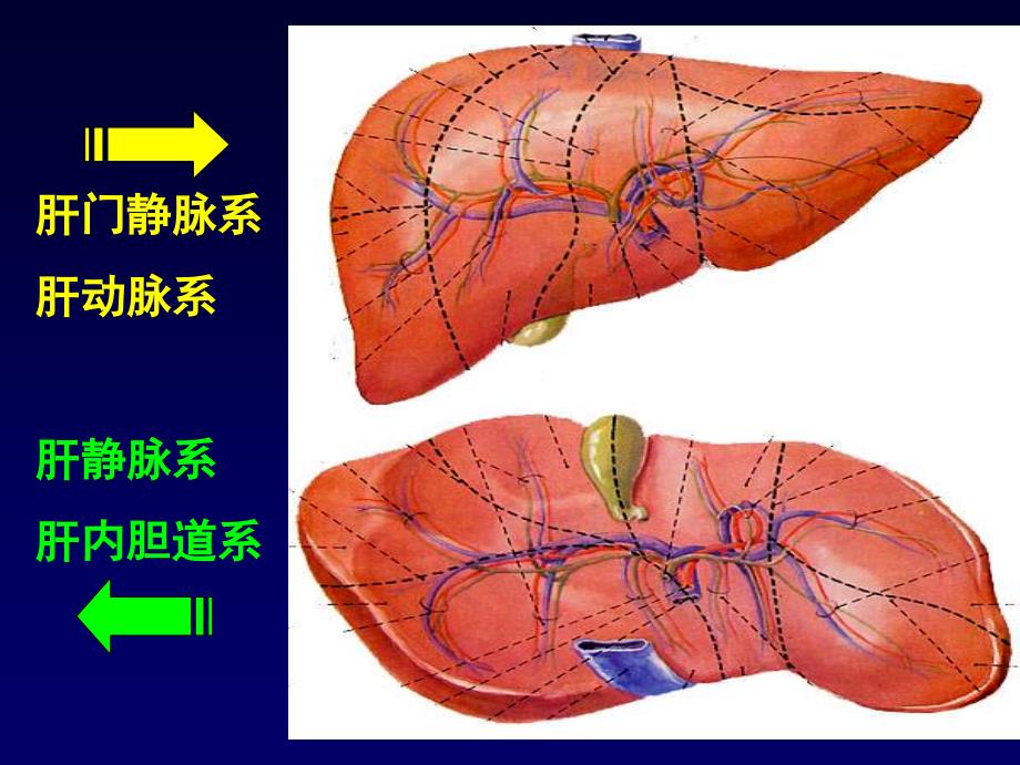 《肝胆生化》PPT课件_第3页