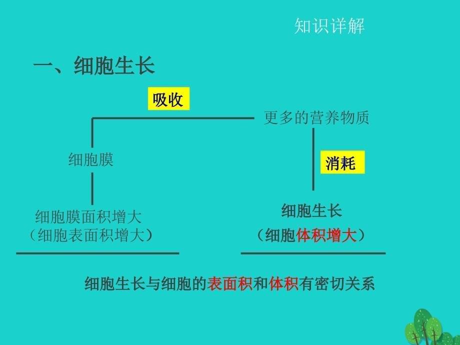 中考生物 第二章 第二节 细胞分裂、分化形成组织课件1_第5页