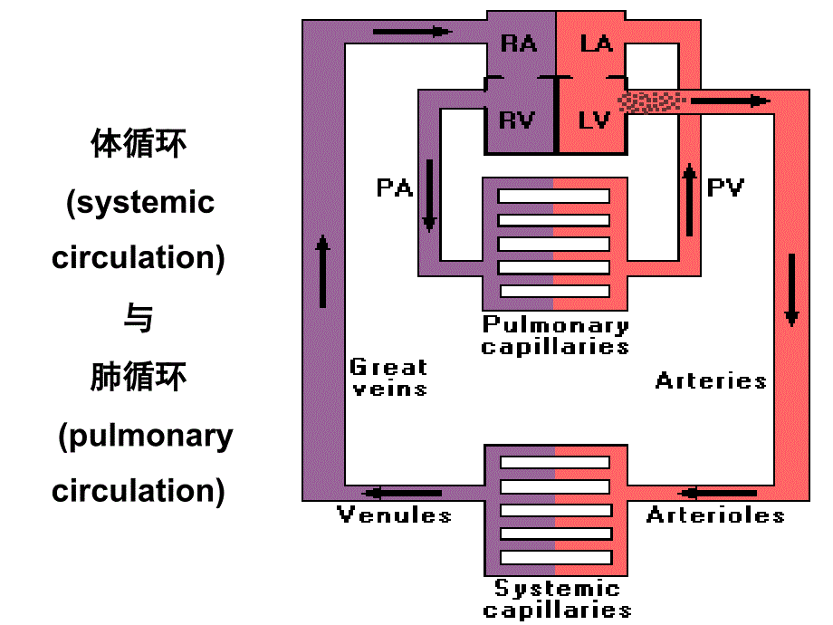 七章血液循环_第3页