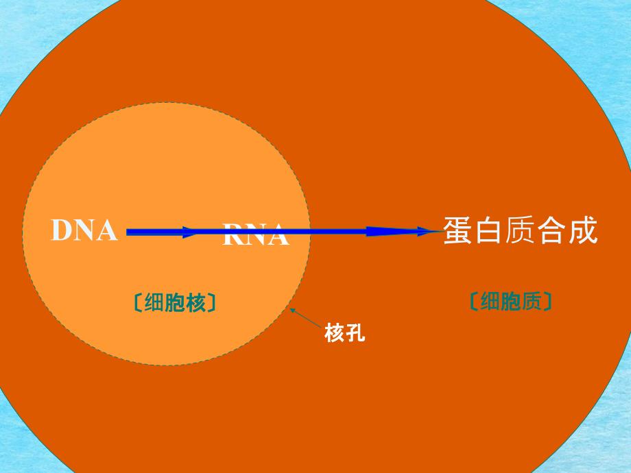 理科基因指导蛋白质的合成ppt课件_第2页