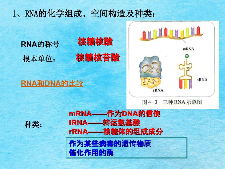 理科基因指导蛋白质的合成ppt课件_第4页