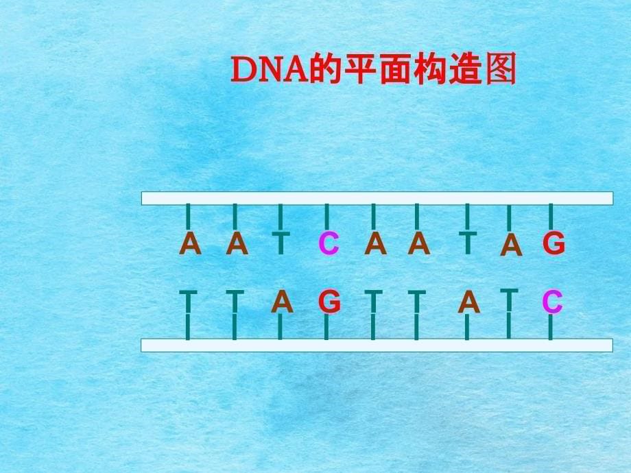 理科基因指导蛋白质的合成ppt课件_第5页