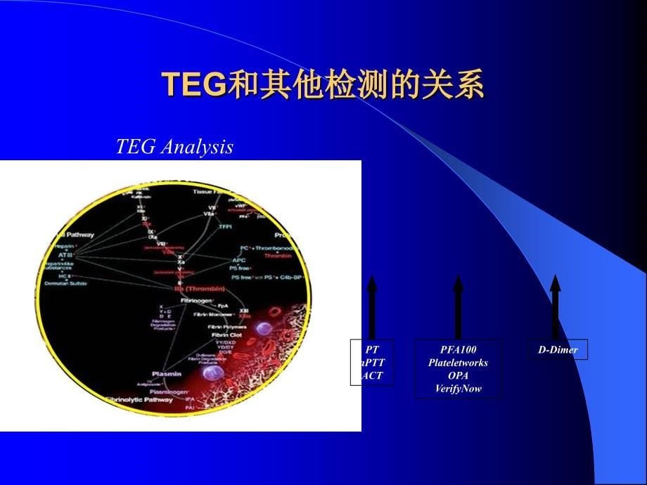 认识、鉴别TEG诊断报告.ppt_第5页