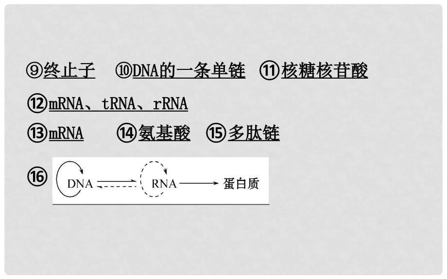 高三生物二轮复习 2.6 专题6 遗传的分子基础课件_第5页