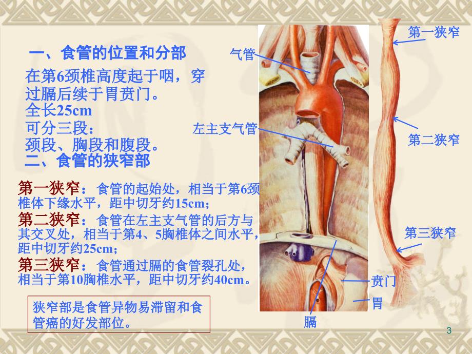 消化道解剖及常见疾病护理PPT课件.ppt_第3页