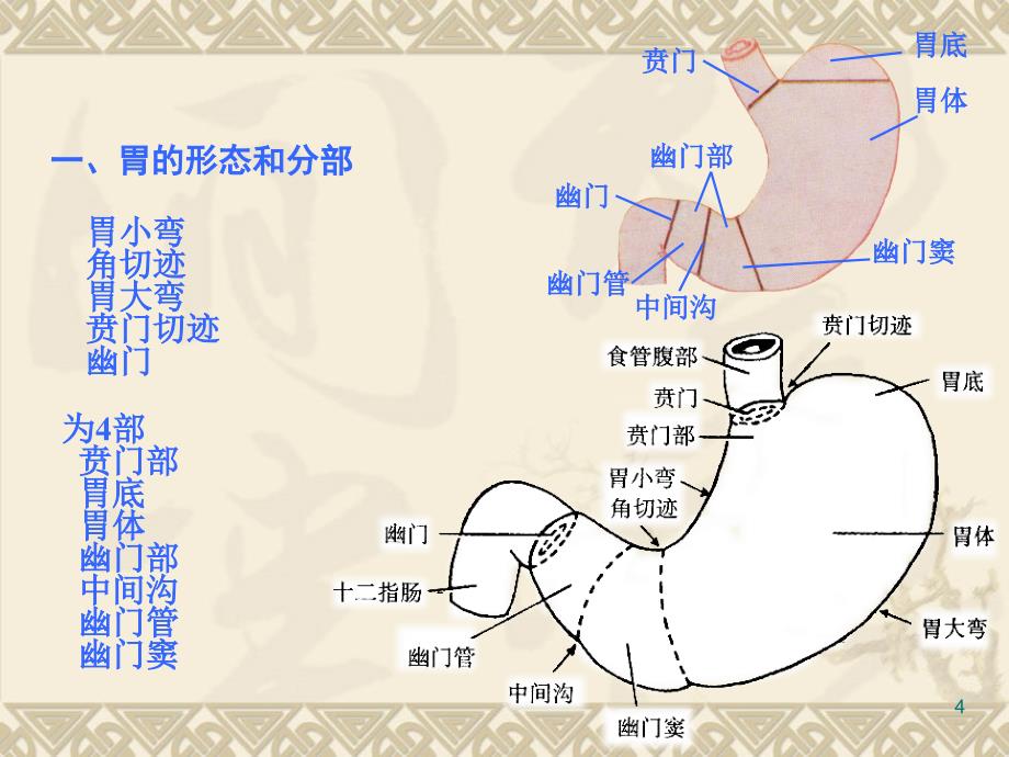 消化道解剖及常见疾病护理PPT课件.ppt_第4页