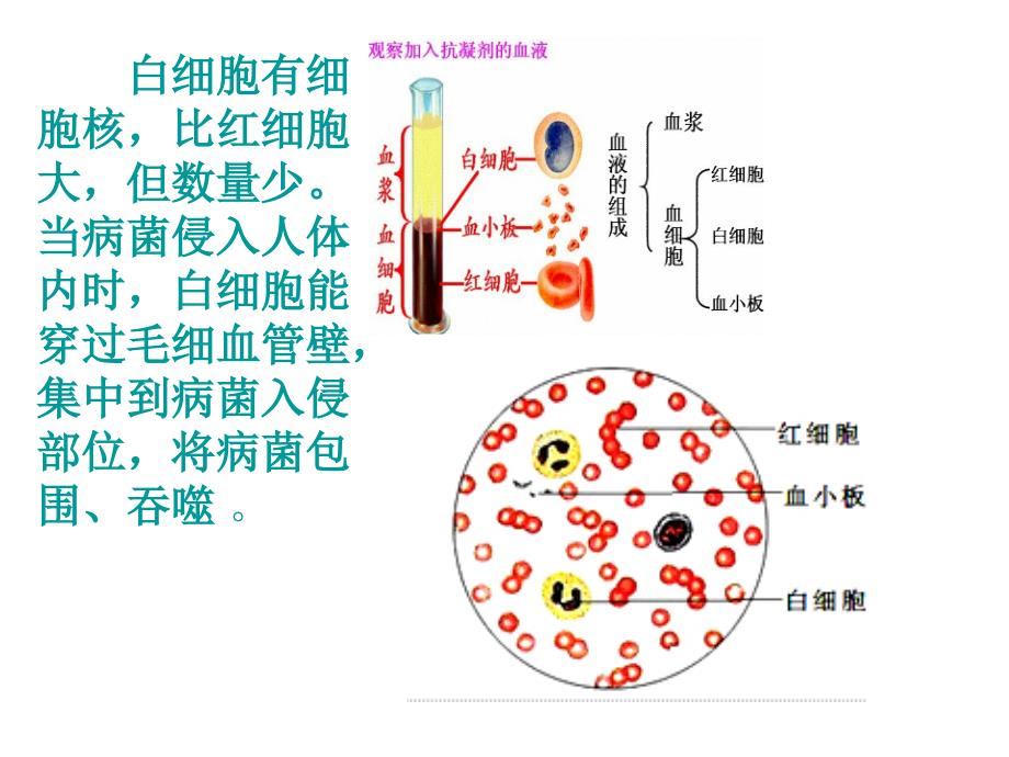 肺里的气体交换_第4页